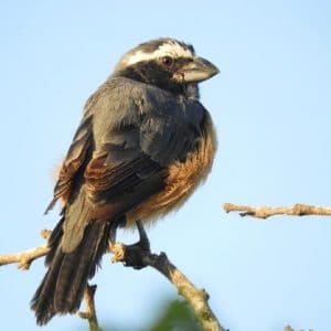 Birding Guajira