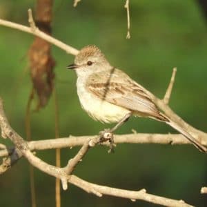 Birding Guajira