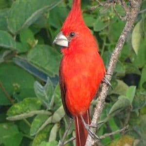 Birding Santa Marta – Guajira (5 días)