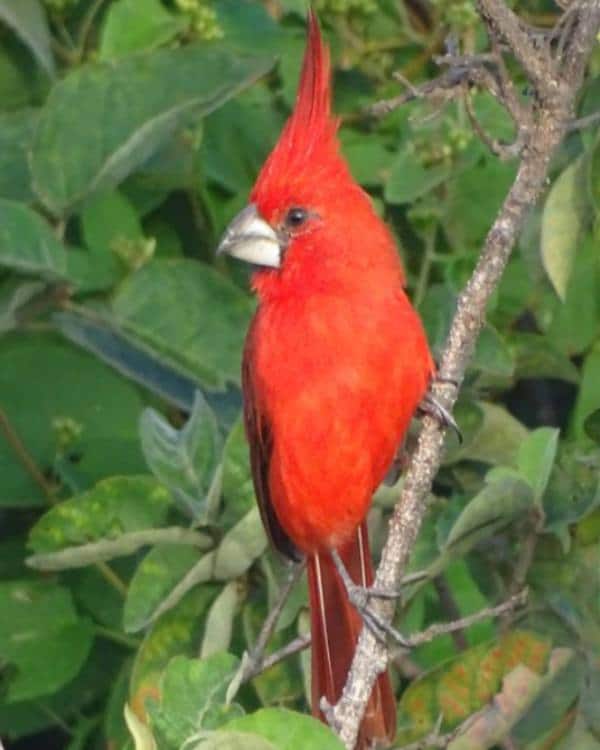 vermillion-cardinal