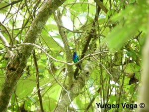 Lee más sobre el artículo Reaparece enigmatico colibrí, Santa Marta Sabrewing.